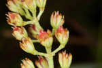 Coastal false asphodel